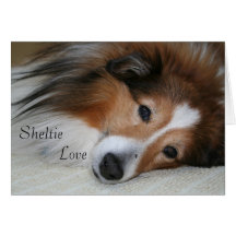 Amour de Sheltie Carte