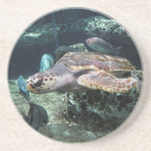Amour de tortue dessous de verres