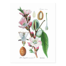 Amygdalus communis (amande) cartes postales