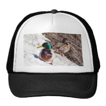 Ana canards masculins et femelles de Platyrhynchos Casquette