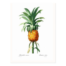 Ananas Cartes Postales