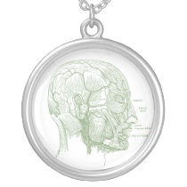 Anatomie principale colliers