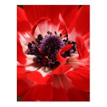 Anémone rouge carte postale