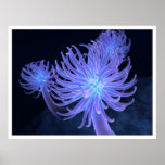 Anemonen Plaat