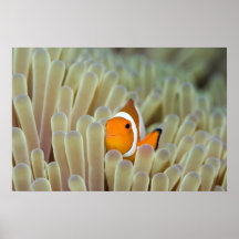 Anemoon en clown-Vissen Posters