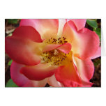 Angela'sRose Carte