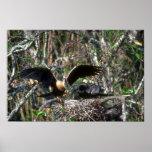 Anhingas, paires au nid poster