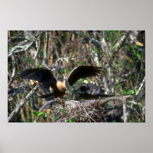 Anhingas, paires au nid poster