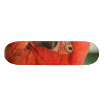 Animal de perroquet skateboard