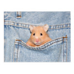 animal familier de poche cartes postales