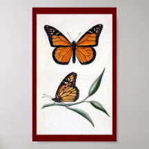 Animal-Insecte-Papillon-Spécimen vintage Affiche