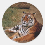 Animaux 1 sauvage autocollants
