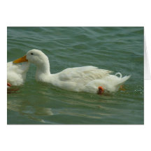 animaux cartes de vœux