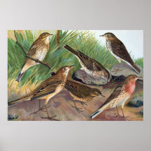 Antiek Litho, soort Anthus (pipits), de zomer Poster
