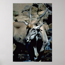 Antilope Plaat