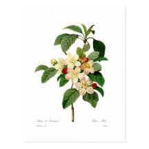 Apple fleurissent carte postale