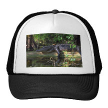 Après-midi d'alligator, marais, la Floride Casquettes