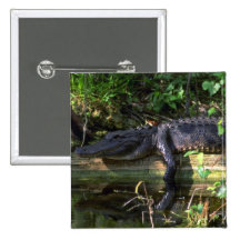 Après-midi d'alligator, marais, la Floride Pin's