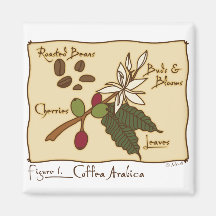 Arabica de Coffea Magnets Pour Réfrigérateur
