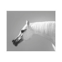 Arabische merrie canvas afdrukken