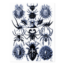 Arachnida van Haeckel Spinnen in Blauw Wens Kaarten