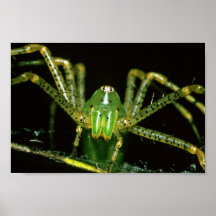 Araignée de Lynx Posters