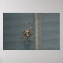 araignée de nuit affiches