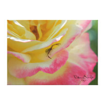 Araignée sur une toile enveloppée par rose toiles tendues sur châssis