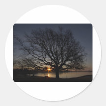 Arbre Adhésifs