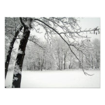 arbre  tirage photo