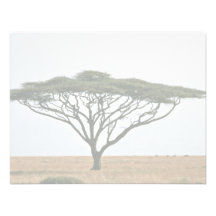 Arbre d'acacia d'épine de parapluie bristols