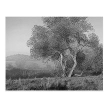 ARBRE DANS LA BRUME CARTE POSTALE