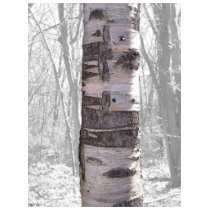 Arbre de bouleau