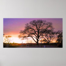 arbre de coucher du soleil posters