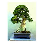 Arbre de Cypress de bonsaïs Cartes Postales