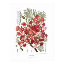 Arbre de flamme (regia de Delonix) Carte Postale
