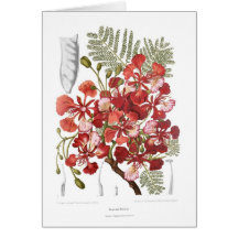 Arbre de flamme (regia de Delonix) Cartes De Vœux