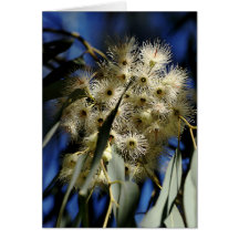 Arbre de gomme fleurissant - fleurs blanches cartes de vœux