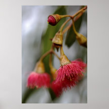 Arbre de gomme fleurissant posters