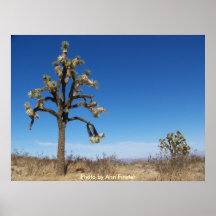 Arbre de Joshua contre un ciel bleu d'été Posters