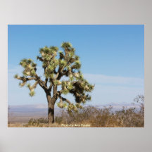 Arbre de Joshua Posters