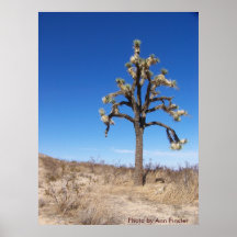 Arbre de l'Arizona Joshua Posters