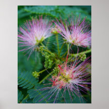 Arbre de mimosa poster