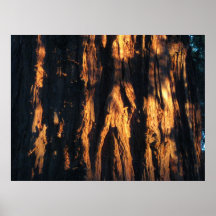 "Arbre de séquoia ! " Poster
