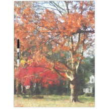 Arbre de sycomore d'automne
