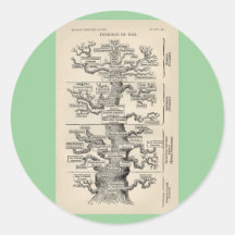 Arbre d'Ernst Haeckel le "de la vie " Adhésif Rond