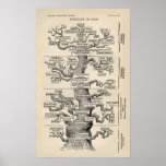 Arbre d'Ernst Haeckel le "de la vie "