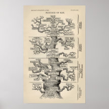 Arbre d'Ernst Haeckel le "de la vie " Poster