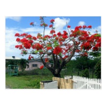 Arbre fleurissant rouge dans la cour de l'Antigua Cartes Postales