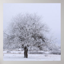 arbre neigeux poster